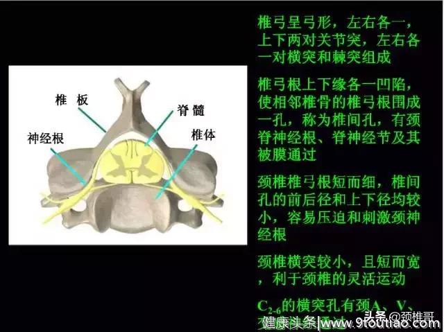 看完这几张图，你就了解了颈椎的结构了