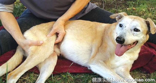 老年犬都会得关节炎？认真观察狗狗，关节炎会让它出现这7个症状