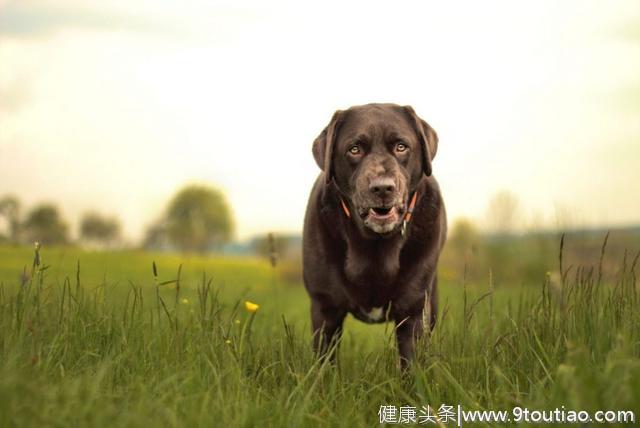 老年犬都会得关节炎？认真观察狗狗，关节炎会让它出现这7个症状