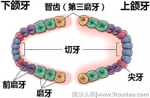 拔了智齿真的可以瘦脸吗？