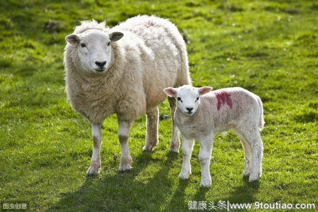 怀孕母羊的保胎方法