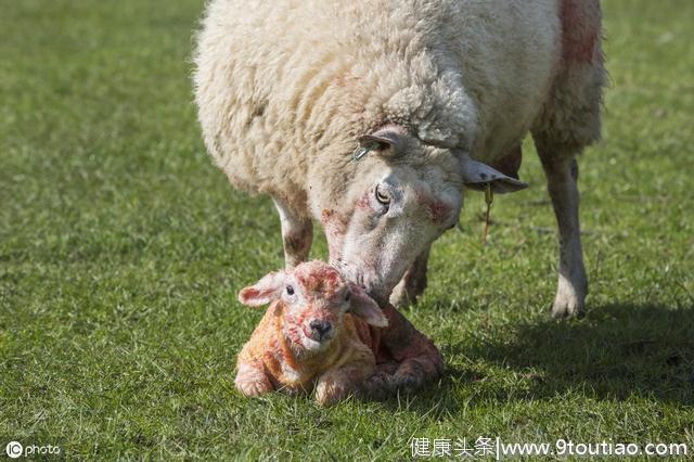 怀孕母羊的保胎方法