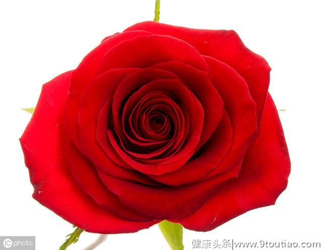 心理学：你最喜欢哪支玫瑰，测出你会遇上什么样的爱情
