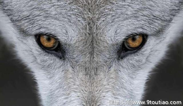心理测试：哪双狼眼睛让你觉得不舒服？测出你的智商情商有多高！