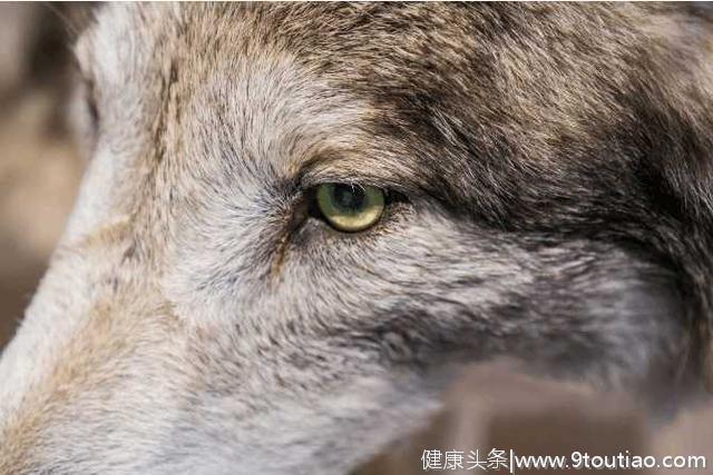 心理测试：哪双狼眼睛让你觉得不舒服？测出你的智商情商有多高！