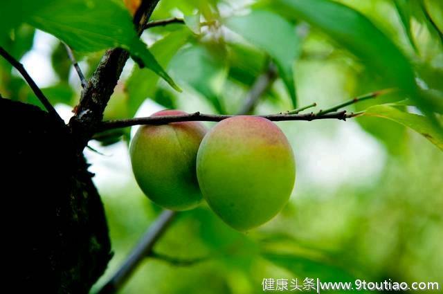 营养家：每天当零食吃几颗，一段时间后，防癌抗菌，助你益寿延年