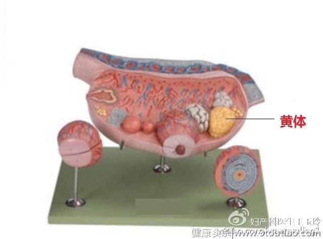 性生活后腹痛，原来是黄体破裂惹的祸