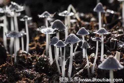 心理测试：这几朵蘑菇哪朵毒量最多，测你内心深处不为人知的压力