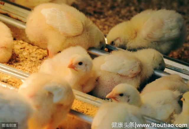 「养殖绝招」鸡感冒有哪些症状？治疗鸡感冒的特效药