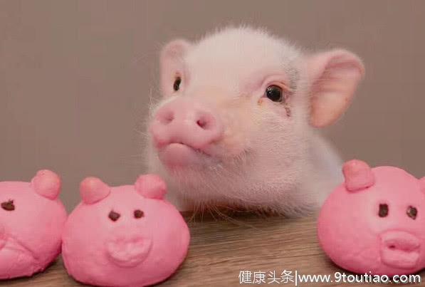 心理测试：选出你认为最聪明的小猪，测出你有多聪明