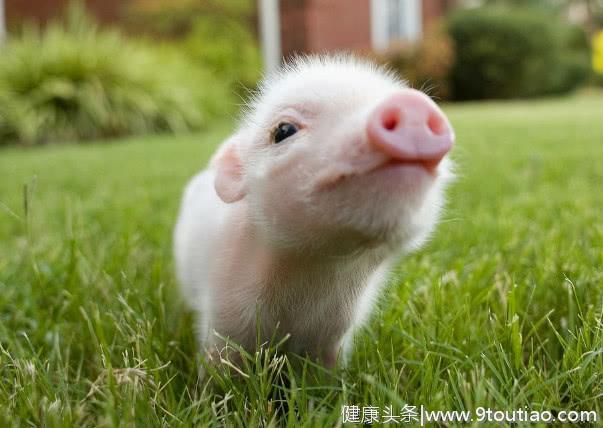 心理测试：选出你认为最聪明的小猪，测出你有多聪明