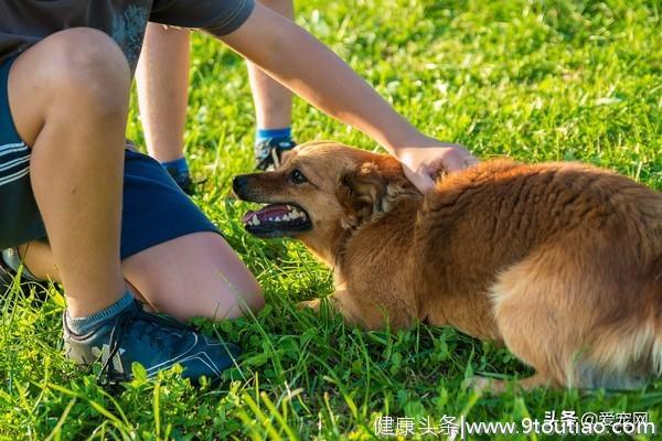 养宠物能预防疾病？研究发现：宠物体味含化合物可防癌