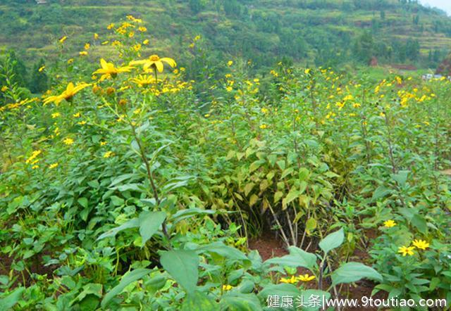 乡下这种植物，野生在地里没人要，其实它是很好的食疗食品