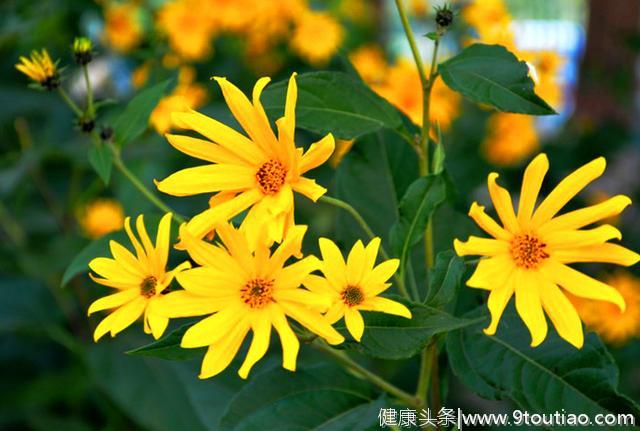 乡下这种植物，野生在地里没人要，其实它是很好的食疗食品