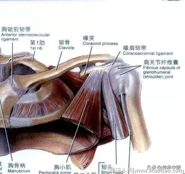 针灸中的秘术——提胃法