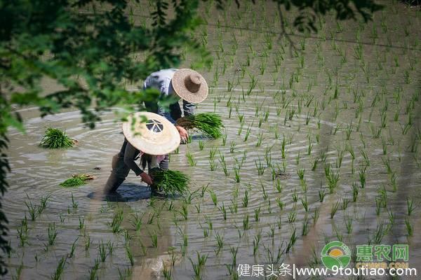 芒种将至，各地都有哪些习俗活动？该吃什么传统食物？