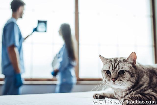 猫龄越大越容易患上关节炎？猫主需要了解关节炎的症状及治疗方法
