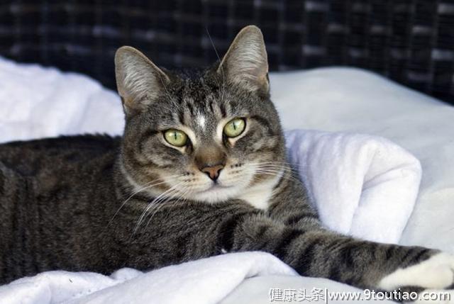 猫龄越大越容易患上关节炎？猫主需要了解关节炎的症状及治疗方法