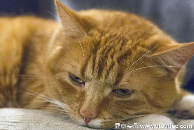 猫龄越大越容易患上关节炎？猫主需要了解关节炎的症状及治疗方法