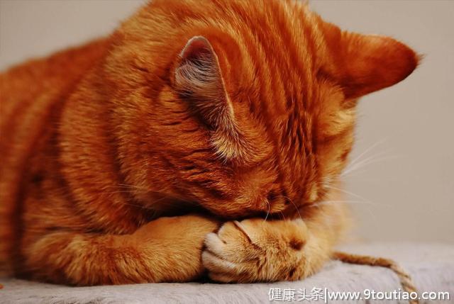 猫龄越大越容易患上关节炎？猫主需要了解关节炎的症状及治疗方法