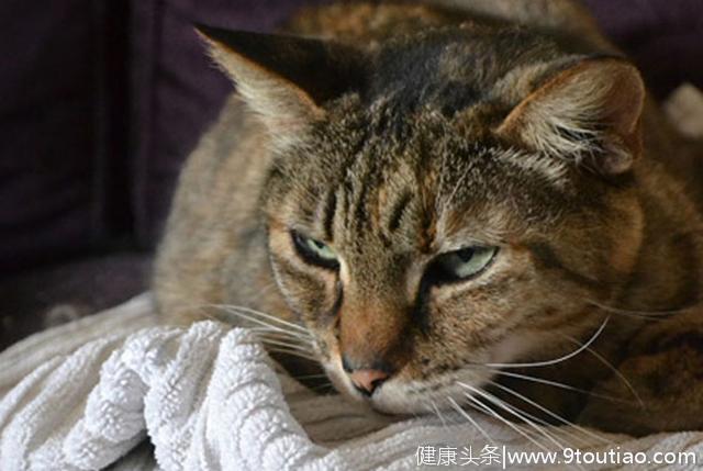 猫龄越大越容易患上关节炎？猫主需要了解关节炎的症状及治疗方法