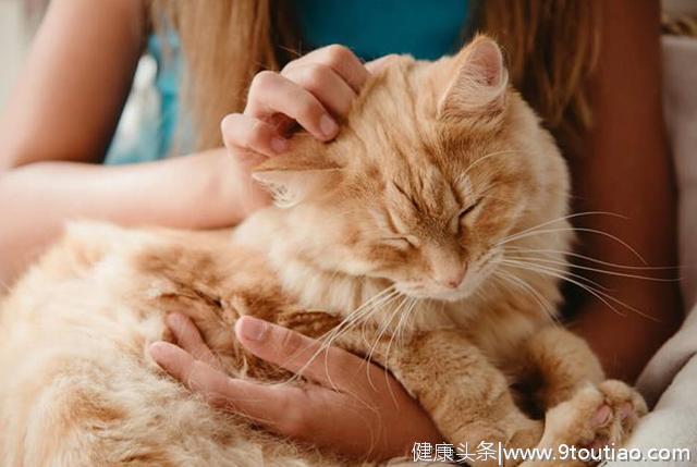 猫龄越大越容易患上关节炎？猫主需要了解关节炎的症状及治疗方法