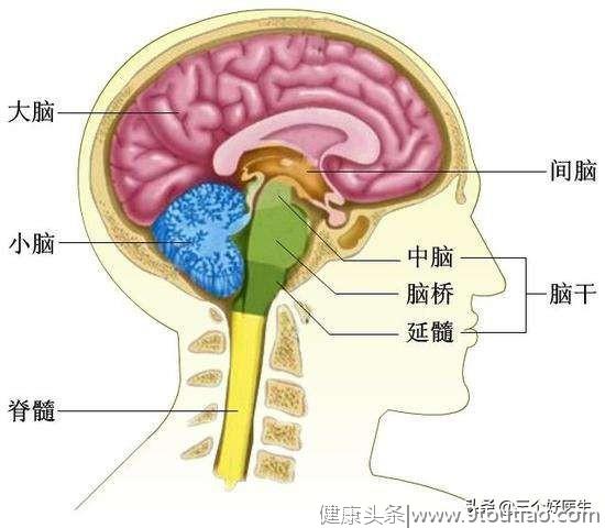 中风的元凶原来是“颈椎”