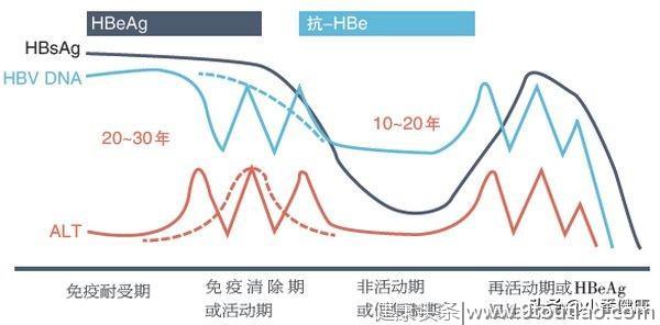 肝病轻重怎么看，是看大三阳，小三阳吗？