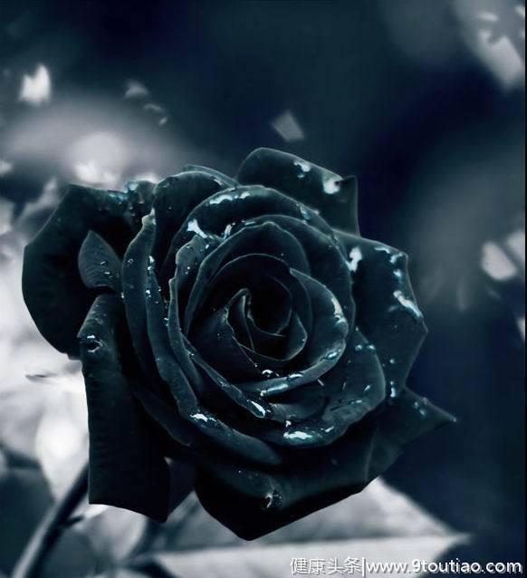 心理测试：哪一朵才是真正的黑玫瑰？测你找的男朋友年龄差大不大