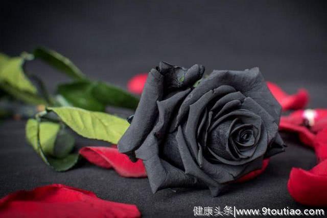 心理测试：哪一朵才是真正的黑玫瑰？测你找的男朋友年龄差大不大