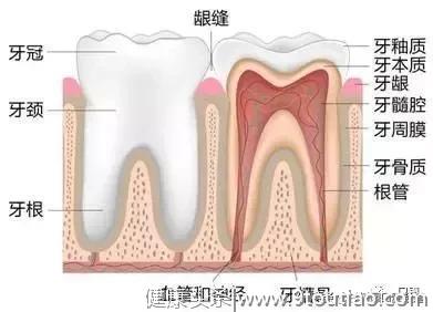 牙齿使用说明书，太赞了