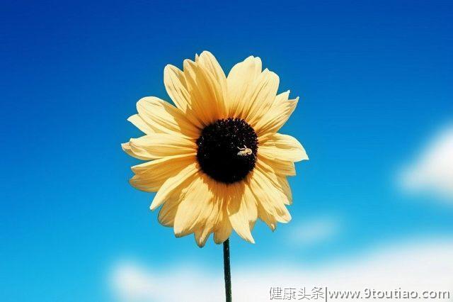 心理测试：哪一朵向日葵最阳光？测试你是一个正能量满满的人吗