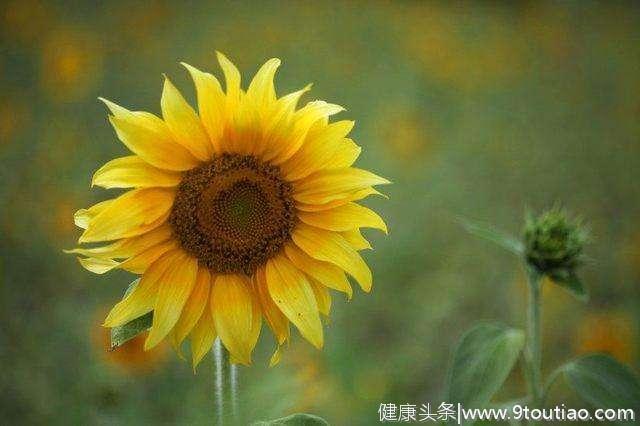 心理测试：哪一朵向日葵最阳光？测试你是一个正能量满满的人吗
