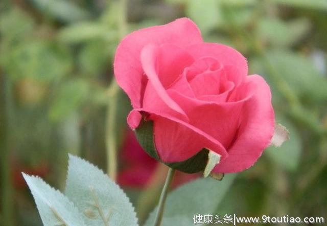 心理测试：觉得哪一只玫瑰最迷人？测你情感上需要注意什么