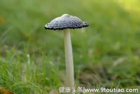 心理测试：这4种蘑菇哪个有毒？测你下个恋情是姻缘还是孽缘