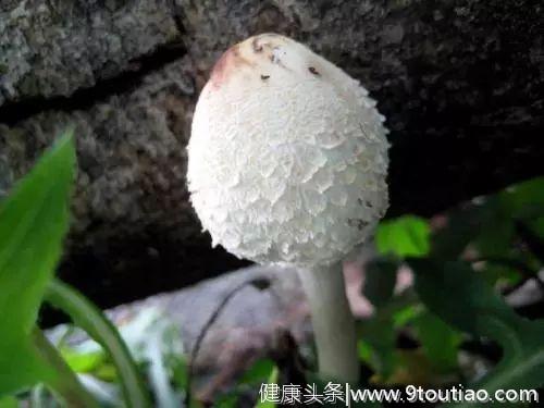 心理测试：这4种蘑菇哪个有毒？测你下个恋情是姻缘还是孽缘