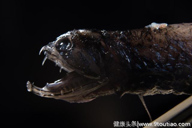 深海龙鱼的牙齿，为什么会是透明的？