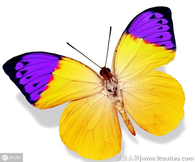 心理学：你最喜欢哪只蝴蝶，测出你隐藏着什么不为人知的力量