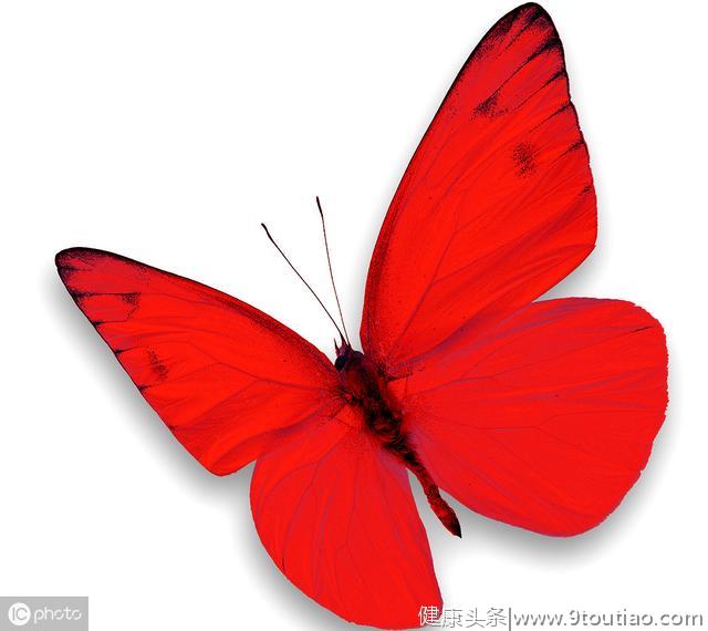 心理学：你最喜欢哪只蝴蝶，测出你隐藏着什么不为人知的力量