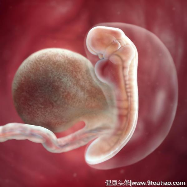 怀孕5-8周胎儿有“人”样，孕妇妊娠反应大，避免胎儿畸形是关键