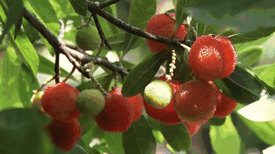 夏天最养人的7种水果，吃错反伤身