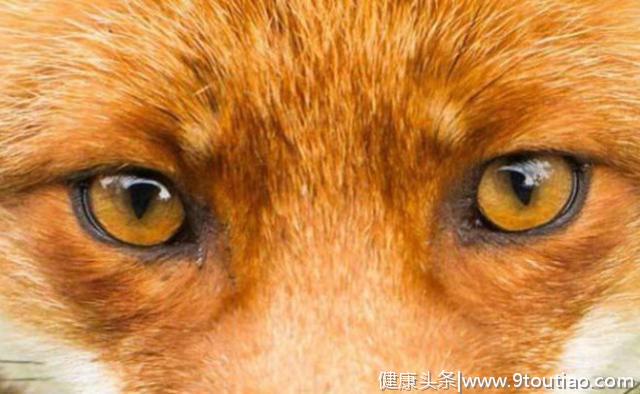 心理测试：第一眼哪一只才是狗眼？测你找对象时，眼光准不准
