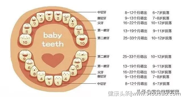 从胎儿到老怎么保持口腔健康？掌握一生护牙时刻表，从小美到老