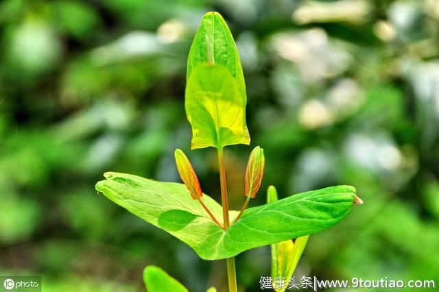 心理测试：从你最爱的植物，测你的记忆强度能力