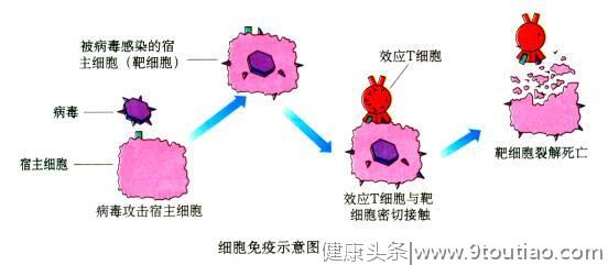 最新研究：科研人员找到了重振免疫细胞功能并阻止癌症的方法