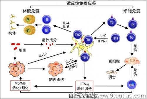 最新研究：科研人员找到了重振免疫细胞功能并阻止癌症的方法