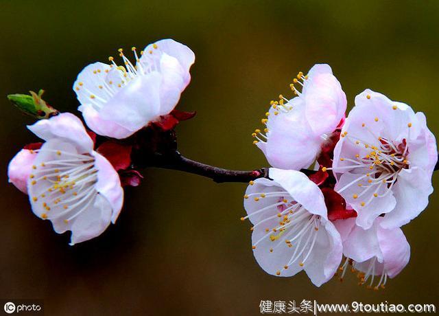 心理学：你最喜欢哪枝花，测出你在异性眼里是自信还是自卑