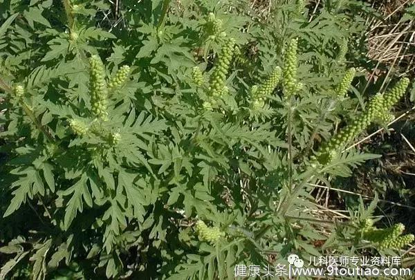 儿童过敏性鼻炎，一文搞定