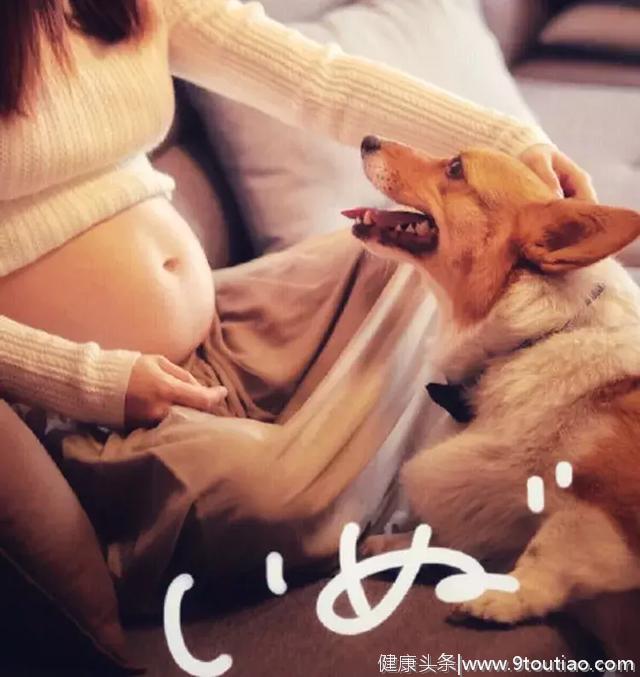 狗狗：妈妈怀孕了，我要当哥哥啦