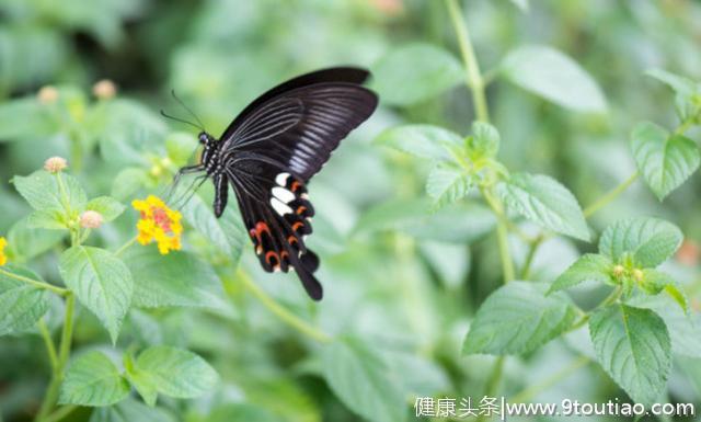 心理测试：找出一只最美丽的蝴蝶，测你爱的他是否会主动追求你